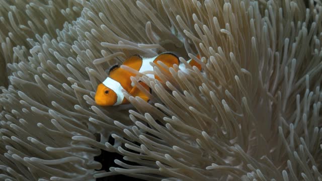 Natural display of a symbiotic relation between a Clownfish and Sea anemone living in harmony