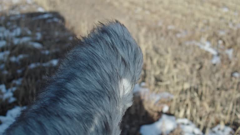 A deadcat recording in wind and in winter