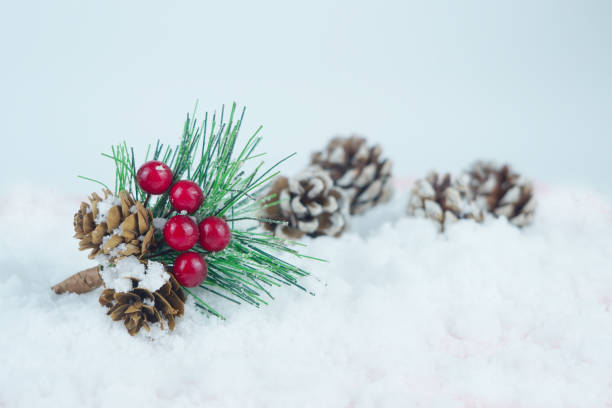 Bucket of pine cone, leaves and red berries on the snow. stock photo