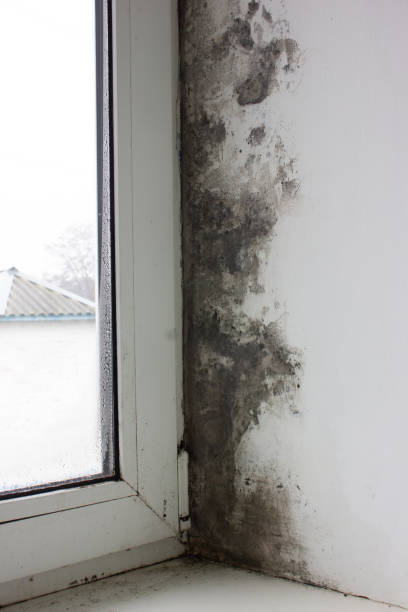 istock Damp window with fungus and mold. 1445615002