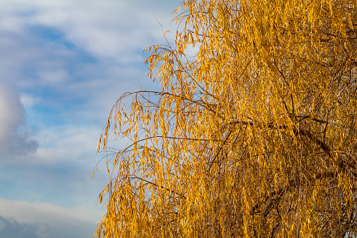 Weeping willow branches.