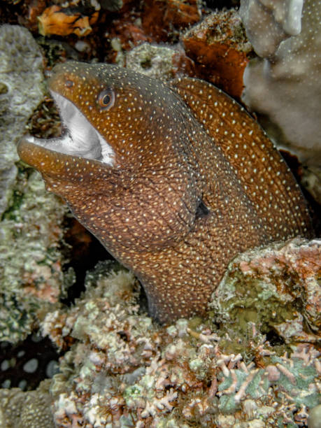istock Whitemouth Moray Eel 1445616750