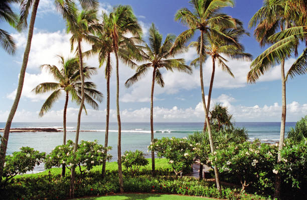 바다 앞의 야자수 - hawaii islands maui big island tropical climate 뉴스 사진 이미지