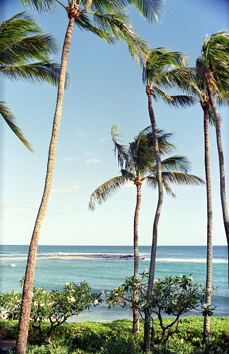 Film photograph of palm trees in front of the ocean on a tropical island.