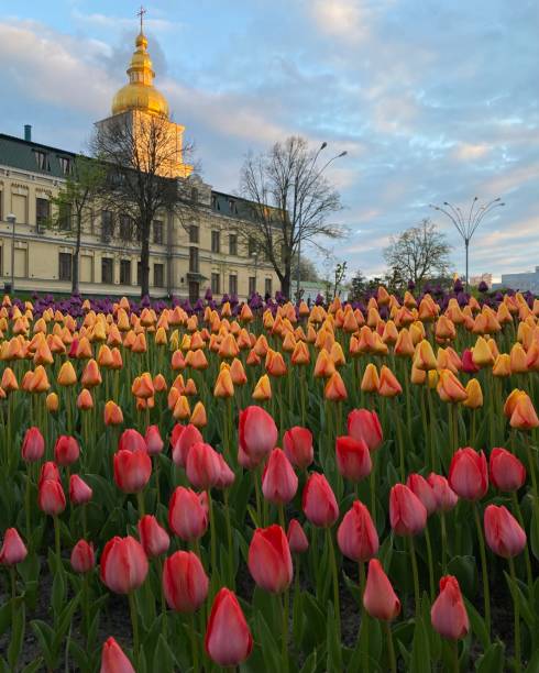 istock tulip in the city 1445618060
