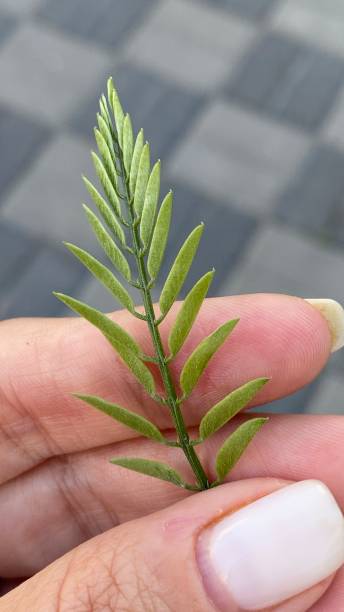 istock green leaf in the hand 1445618817