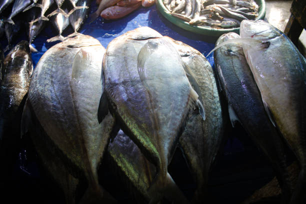 istock pile of fresh sea fish 1445620424
