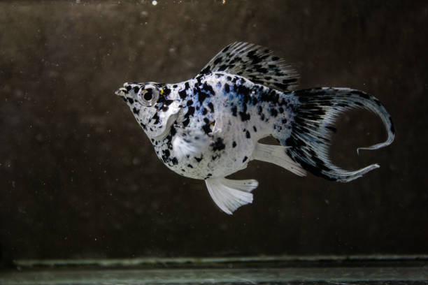 a molly fish a molly fish, Poecilia sphenops, in an aquarium black molly fish stock pictures, royalty-free photos & images