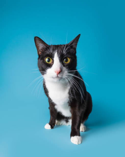 istock Black and white cat isolated on a seamless blue background is leaning forward and looking straight to the camera 1445620812
