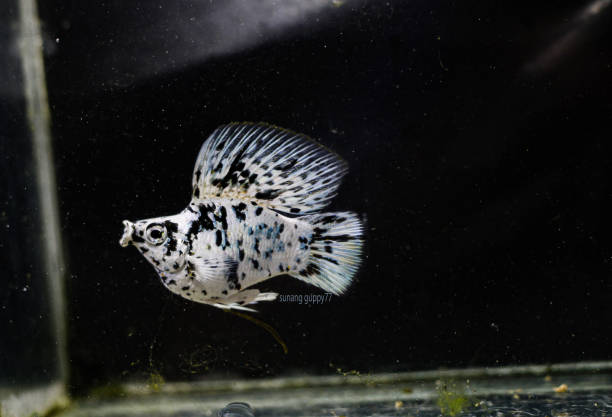 a molly fish a molly fish, Poecilia sphenops, in an aquarium black molly fish stock pictures, royalty-free photos & images