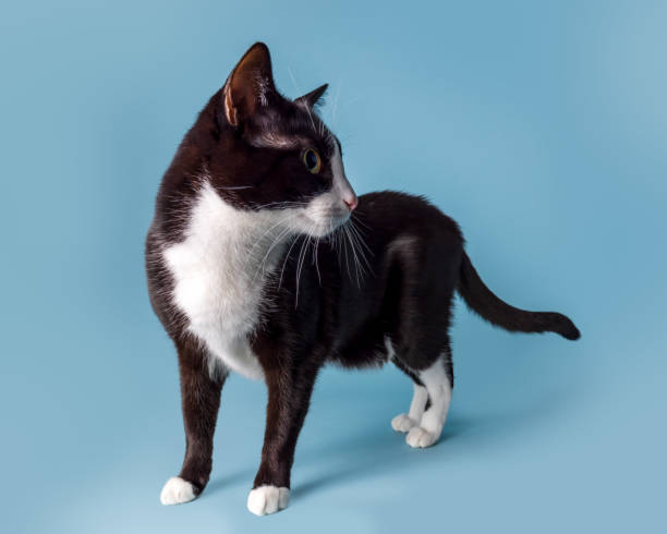 istock Black and white cat isolated on a blue background turning his head and looking back over his shoulder 1445620869