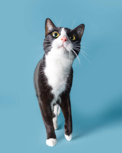 Curious black and white cat isolated on a seamless blue background looking up waiting for treats