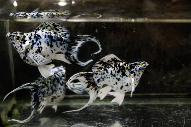 three molly fish three molly fish, Poecilia sphenops, in the aquarium black molly fish stock pictures, royalty-free photos & images