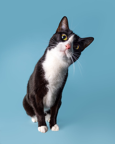 Studio portrait of a funny curious black and white cat tilting his head and looking at camera