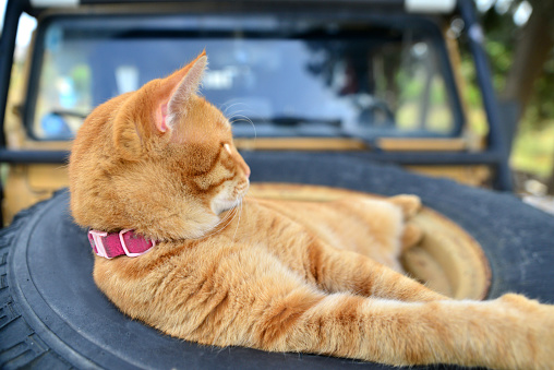 Cat lying in tire on car hood