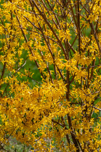 istock Forsythia × intermedia flower growing in meadow, close up 1445625440