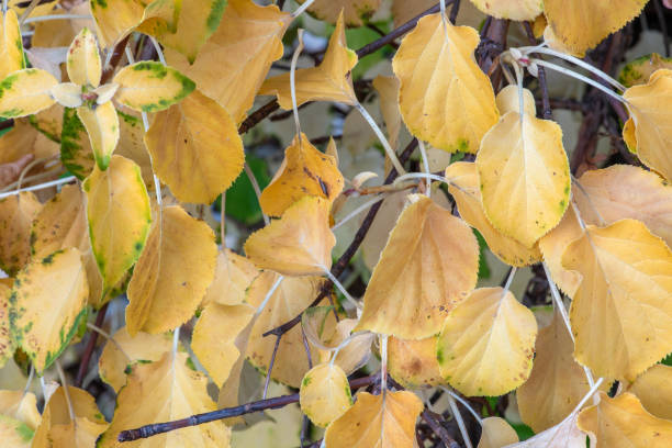 istock Climb Hydrangea Autumn Leaves in Garden 1445630089
