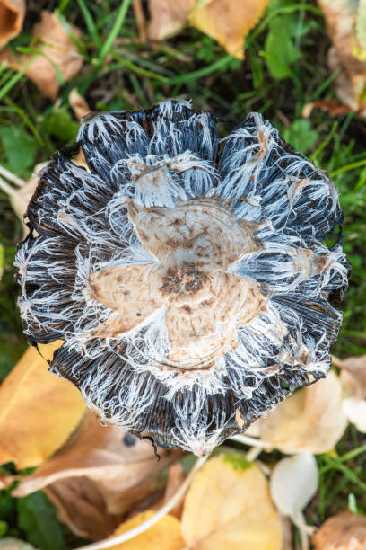 istock Mushroom in autumn forest 1445630275
