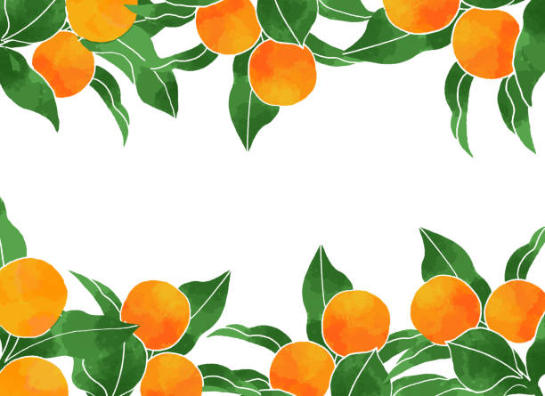 ilustrações, clipart, desenhos animados e ícones de fundo de cítricos - citrus fruit orange mandarin orange tangerine