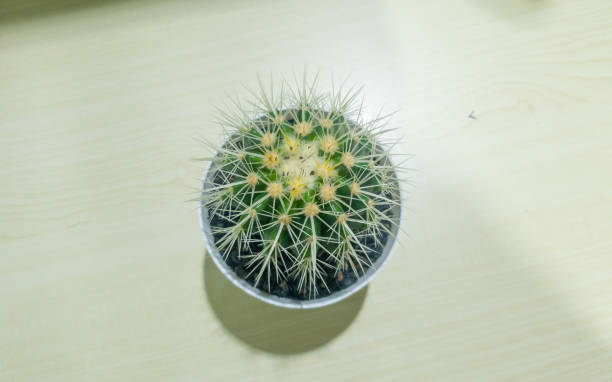 istock Single small cactus plant on the wooden table 1445634538