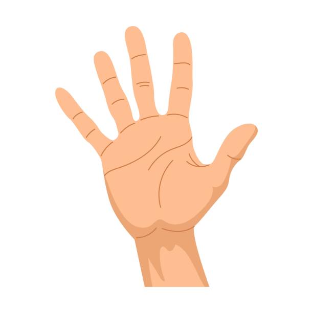 gest dłoni. wektorowa ilustracja ludzkiej dłoni przedstawiająca pięć liczb, gestykulując znak 5. kreskówkowy symbol pokoju, ok pozycje izolowane na białym - hand sign peace sign palm human hand stock illustrations
