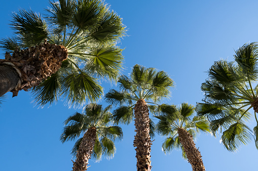 Palm Trees in Palm Springs.