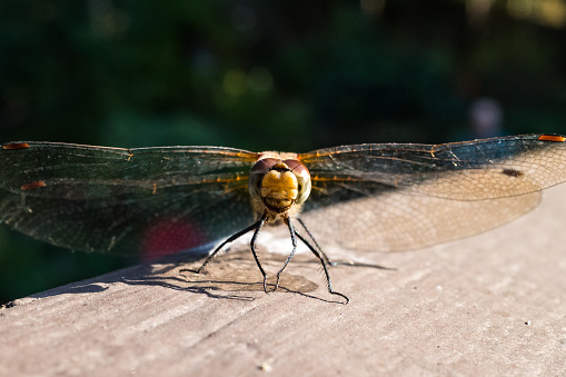 A dragon fly in seattle.