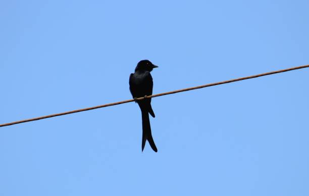 drongo nero - drongo foto e immagini stock