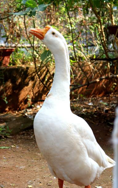 istock Domestic Swan 1445637327