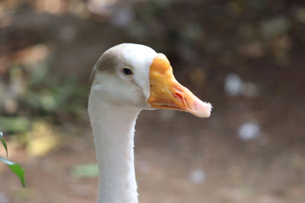 istock Domestic Swan Close Up 1445637337