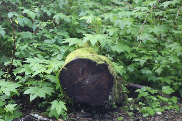 istock Closeup shot of a broken tree in the forest on a sunny day 1445639165