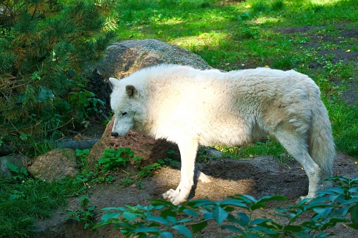A polar wolf standing on a rock on a field
