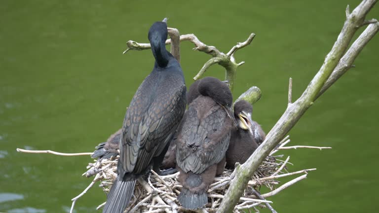 Closeup shot of cormorant birds sitting in their nest over the river