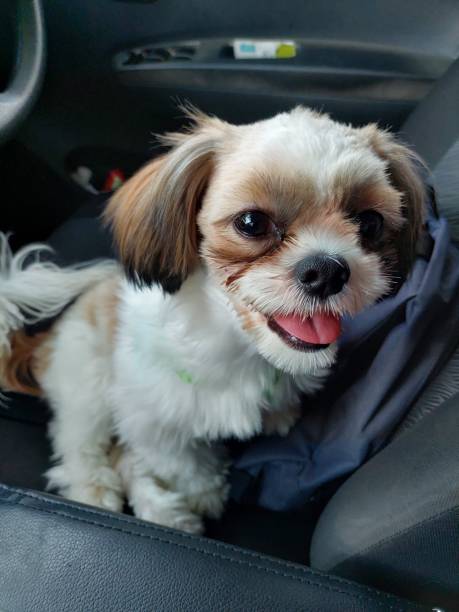 istock Shih-tzu dog called Lala 1445639770