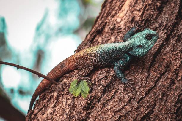 Closeup shot of an Acanthocercus atricollis on a bark tree with blurred background