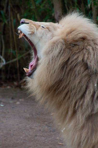 Lion with open mouth in La Fleche Zoo, France A lion with open mouth in La Fleche Zoo, France fleche stock pictures, royalty-free photos & images
