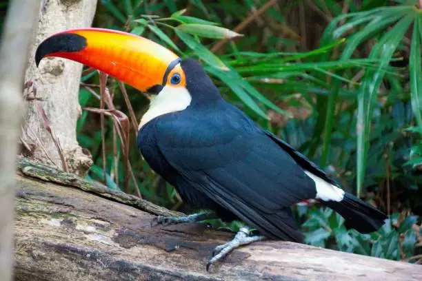 A closeup shot of toucan in La Fleche Zoo, France