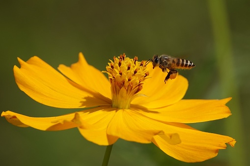 A bee flying on around a lance-leaved coreopsis(Coreopsis lanceolata) flower