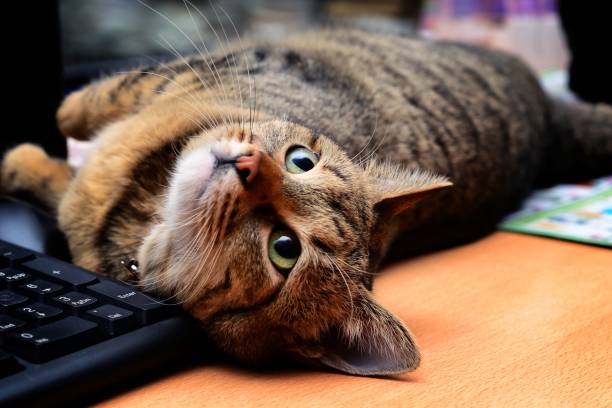 istock Brown striped cat lying near computer and looking up 1445640510