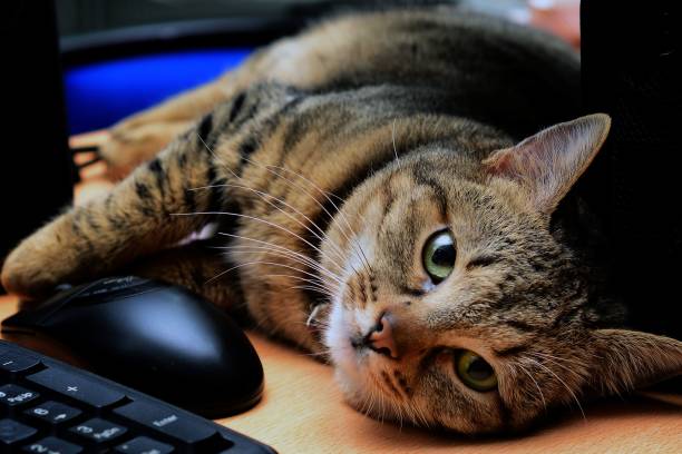 istock Brown striped cat lying near computer and looking at camera 1445640536