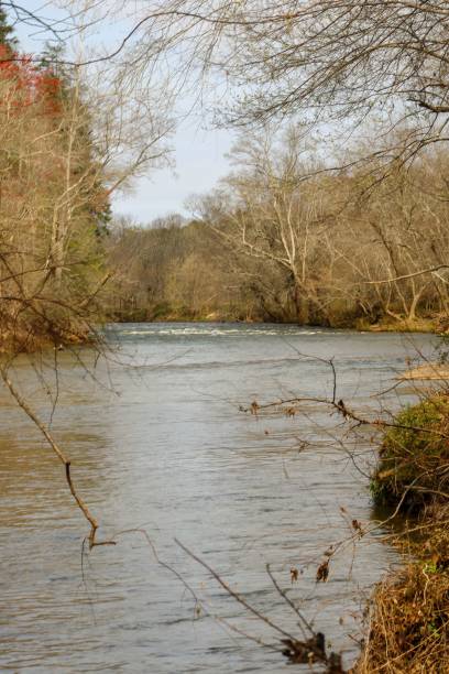 Vertical shot of a river surrounded by bare trees in a rural area