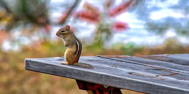 istock Little squirrel on a wooden table on a blurry background 1445640592