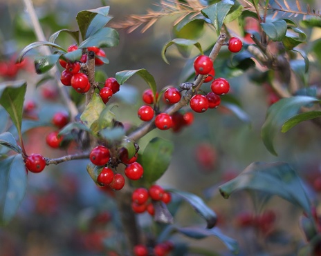 Shallow focus of a branch of red chokeberries (Aronia arbutifolia)