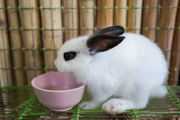 istock Closeup shot of a cute white rabbit drinking water 1445640935