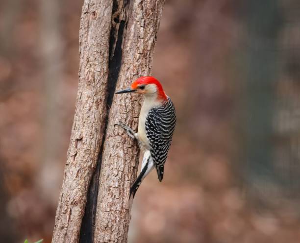 istock Red-bellied woodpecker perched on a tree on blurred background 1445640991