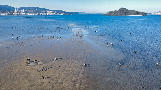 An aerial view of many Shellfish gatherers working on the estuary beach by the blue water