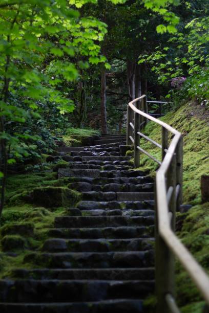 A vertical shot of stone stairs in the forest