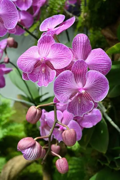 Photo of Bouquet of Purple Phalaenopsis spp.(moth) orchid flowers