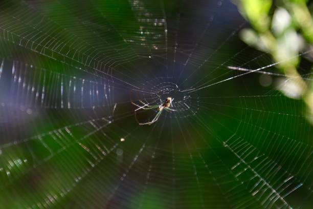 istock Closeup of a spider on a web in a park 1445641830