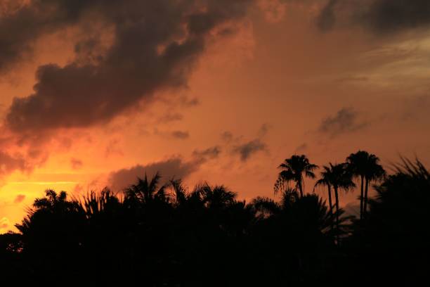 istock Beautiful view of palm tree silhouettes under a sunset sky 1445641835